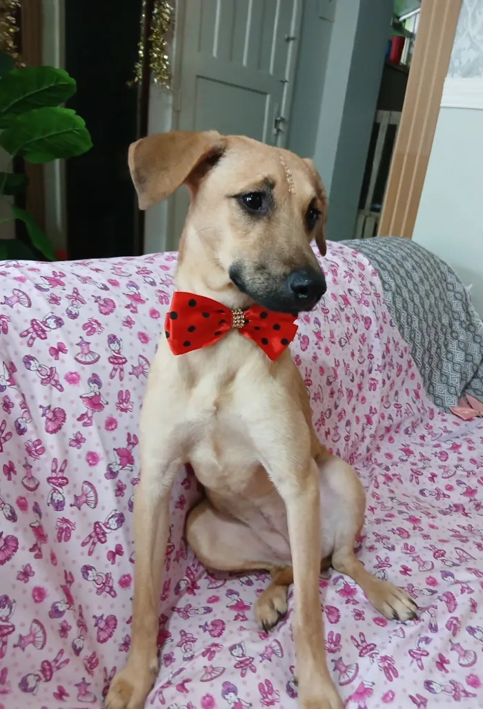 Cachorro raça SRD-ViraLata idade 1 ano nome Sofia 