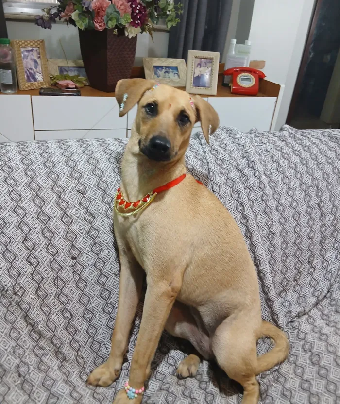 Cachorro raça SRD-ViraLata idade 1 ano nome Sofia 