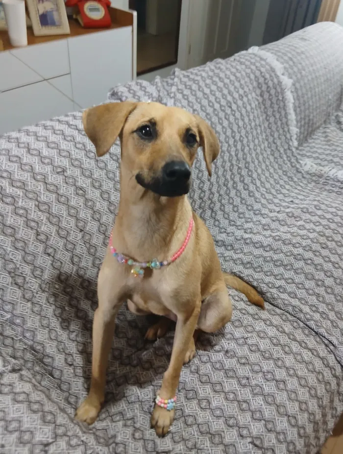 Cachorro raça SRD-ViraLata idade 1 ano nome Sofia 