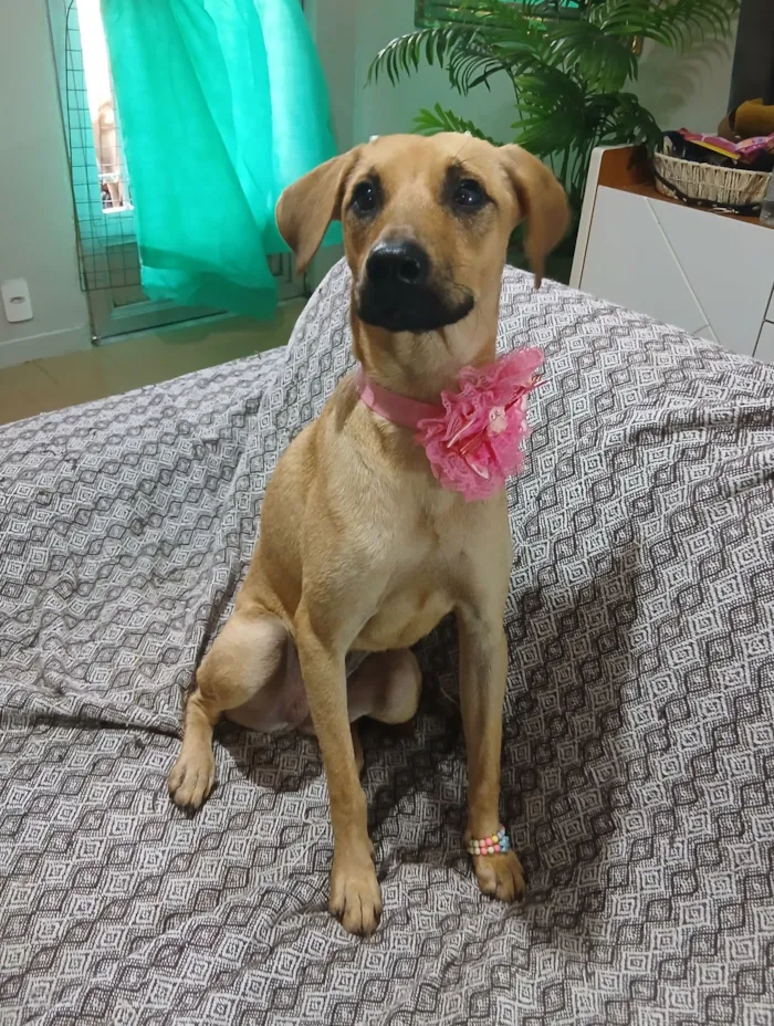 Cachorro raça SRD-ViraLata idade 1 ano nome Sofia 