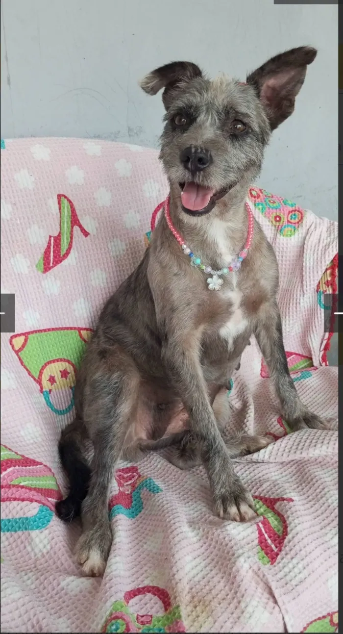 Cachorro raça SRD-ViraLata idade 4 anos nome flora