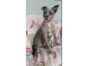 Cachorro raça SRD-ViraLata idade 4 anos nome flora