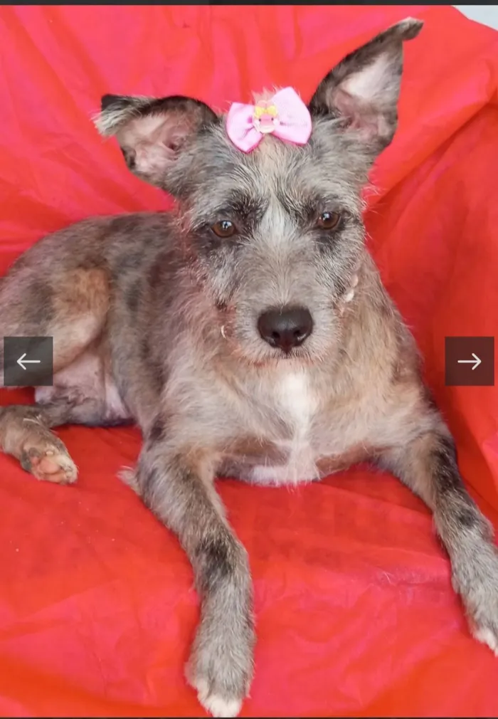 Cachorro raça SRD-ViraLata idade 4 anos nome flora