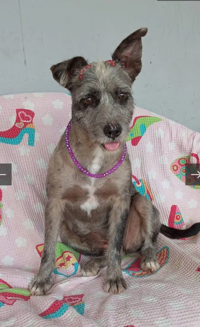 Cachorro raça SRD-ViraLata idade 4 anos nome flora