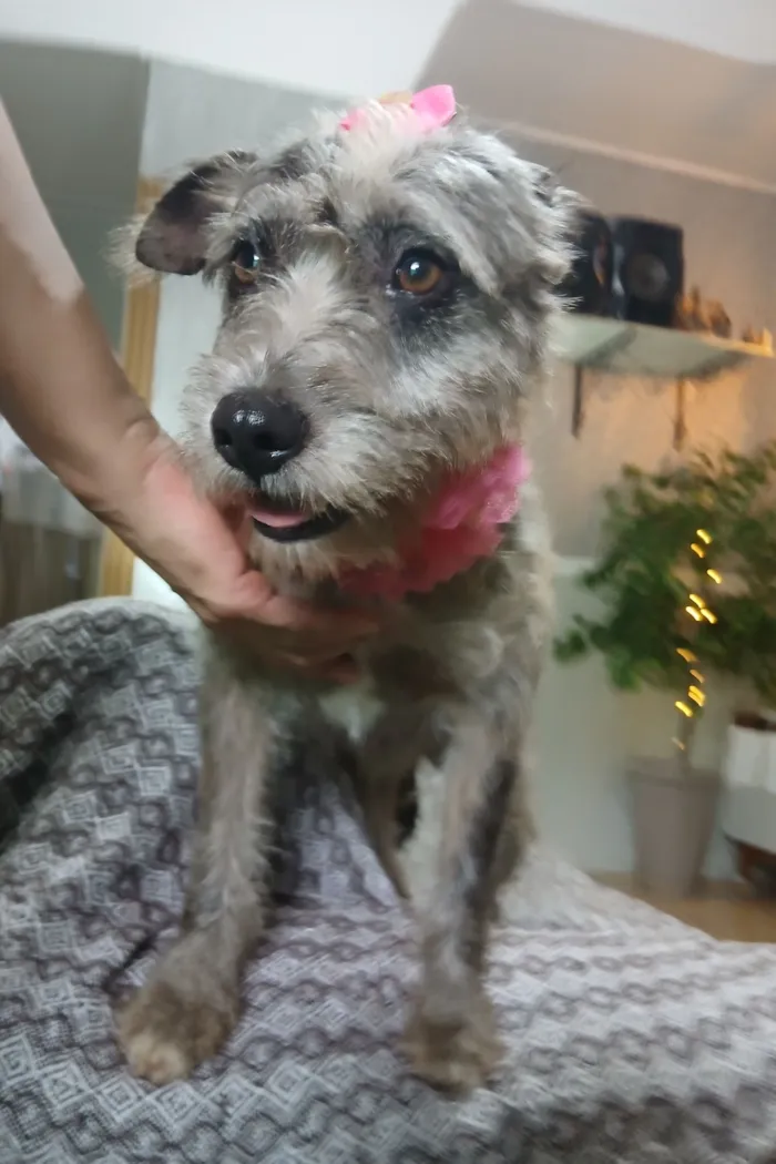 Cachorro raça SRD-ViraLata idade 4 anos nome flora