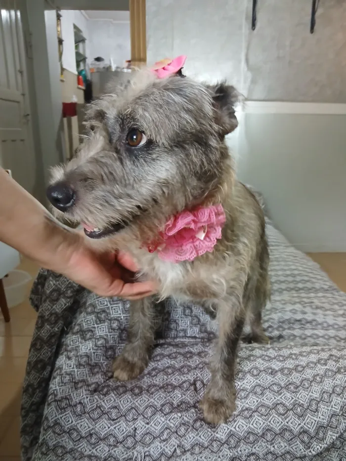 Cachorro raça SRD-ViraLata idade 4 anos nome flora