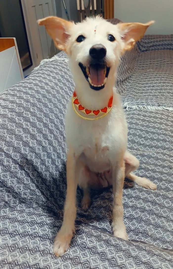 Cachorro raça SRD-ViraLata idade 1 ano nome Agnes