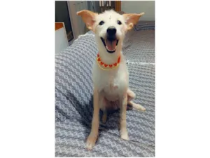 Cachorro raça SRD-ViraLata idade 1 ano nome Agnes