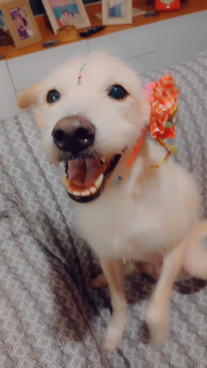 Cachorro raça SRD-ViraLata idade 1 ano nome Agnes