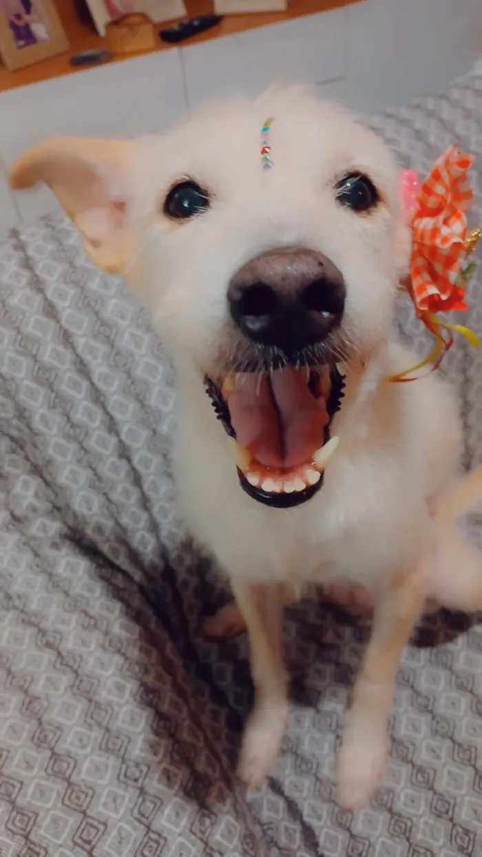 Cachorro raça SRD-ViraLata idade 1 ano nome Agnes