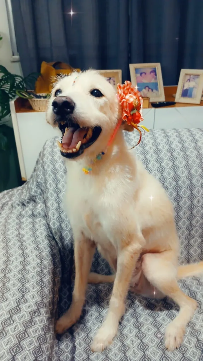 Cachorro raça SRD-ViraLata idade 1 ano nome Agnes