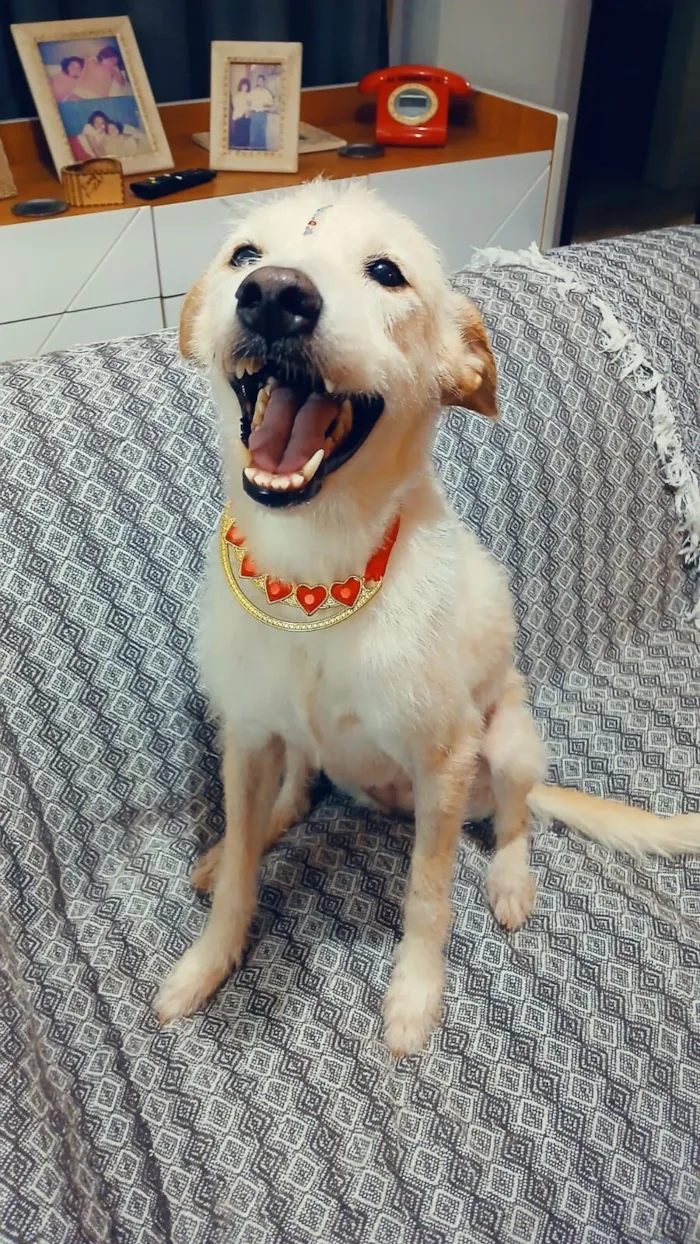 Cachorro raça SRD-ViraLata idade 1 ano nome Agnes
