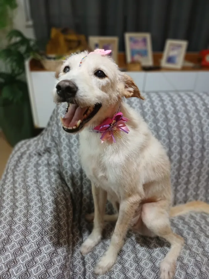 Cachorro raça SRD-ViraLata idade 1 ano nome Agnes