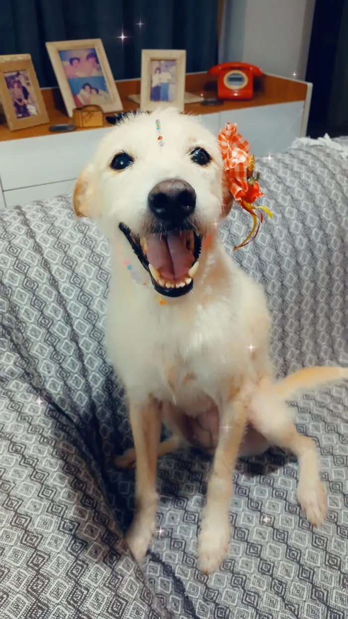 Cachorro raça SRD-ViraLata idade 1 ano nome Agnes