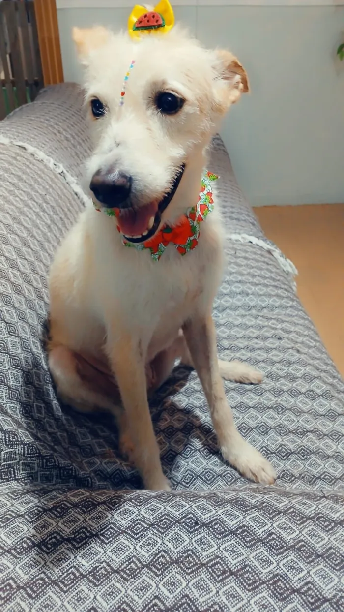 Cachorro raça SRD-ViraLata idade 1 ano nome Agnes