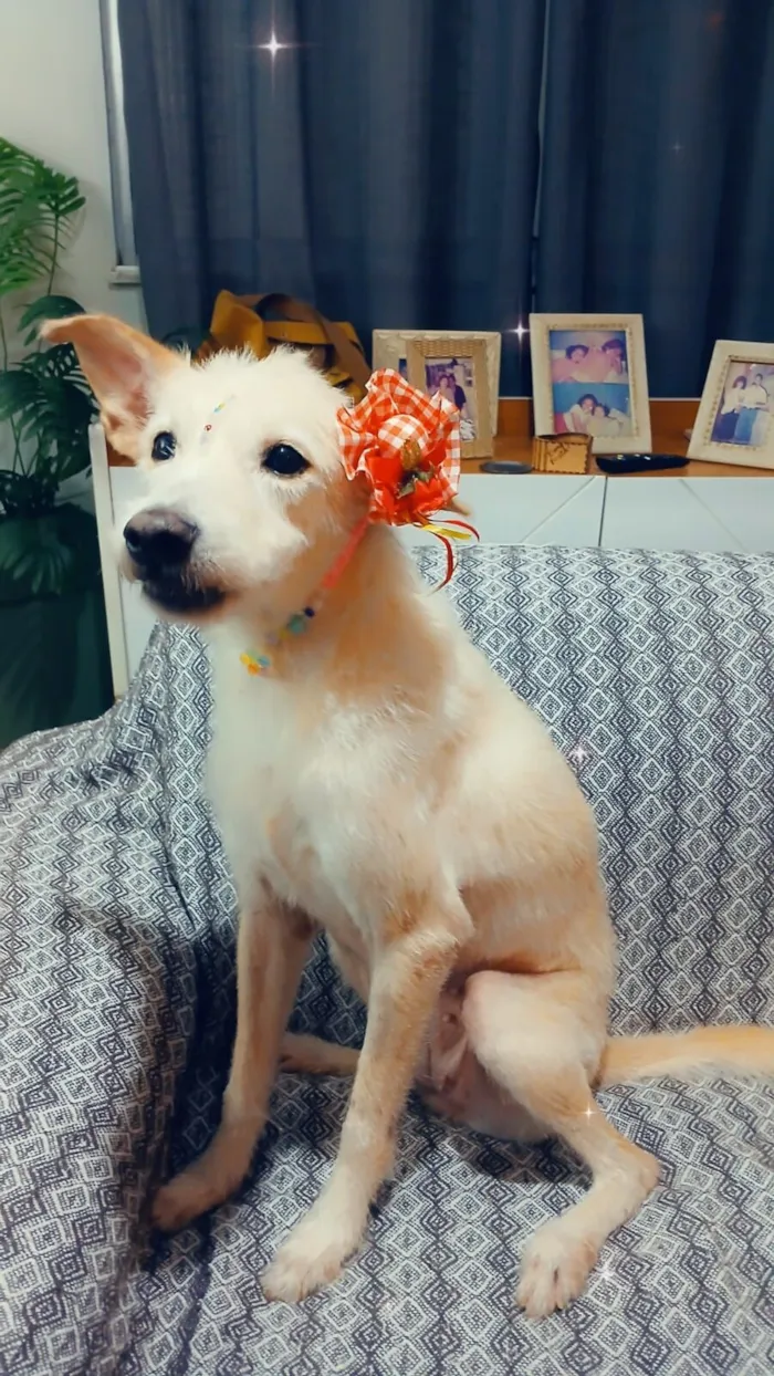 Cachorro raça SRD-ViraLata idade 1 ano nome Agnes