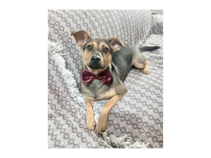 Cachorro raça SRD-ViraLata idade 1 ano nome Bento 