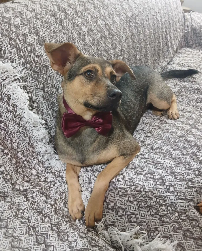 Cachorro raça SRD-ViraLata idade 1 ano nome Bento 