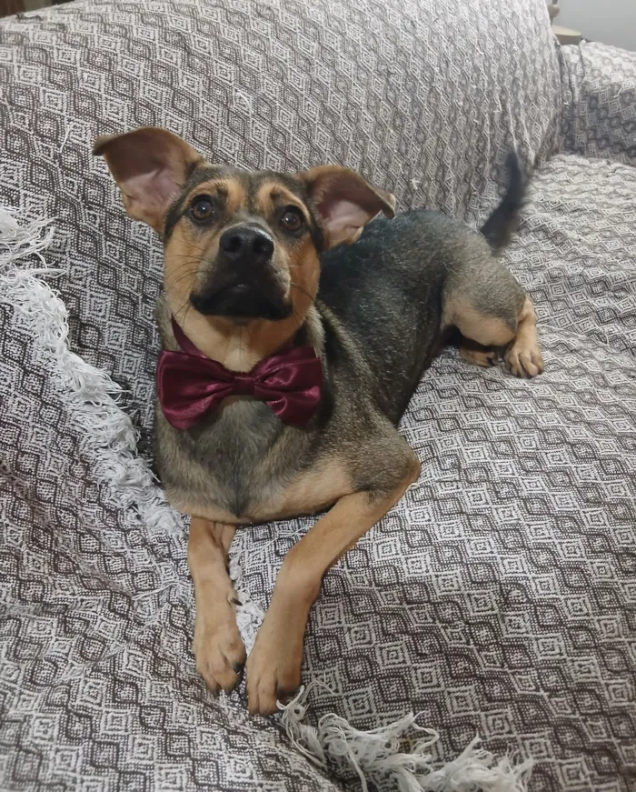 Cachorro raça SRD-ViraLata idade 1 ano nome Bento 