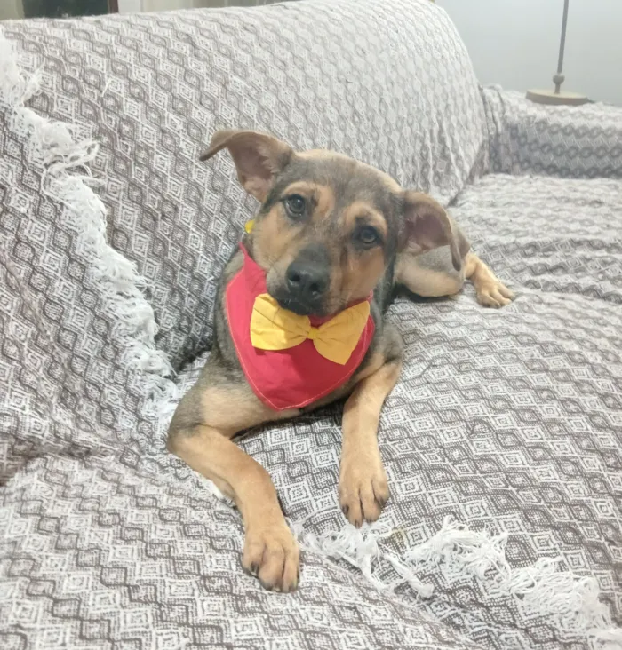 Cachorro raça SRD-ViraLata idade 1 ano nome Bento 