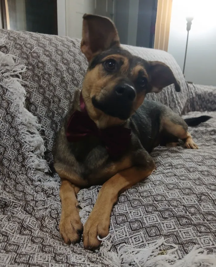 Cachorro raça SRD-ViraLata idade 1 ano nome Bento 