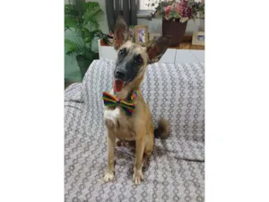 Cachorro raça SRD-ViraLata idade 1 ano nome lucca