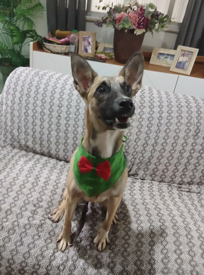 Cachorro raça SRD-ViraLata idade 1 ano nome lucca