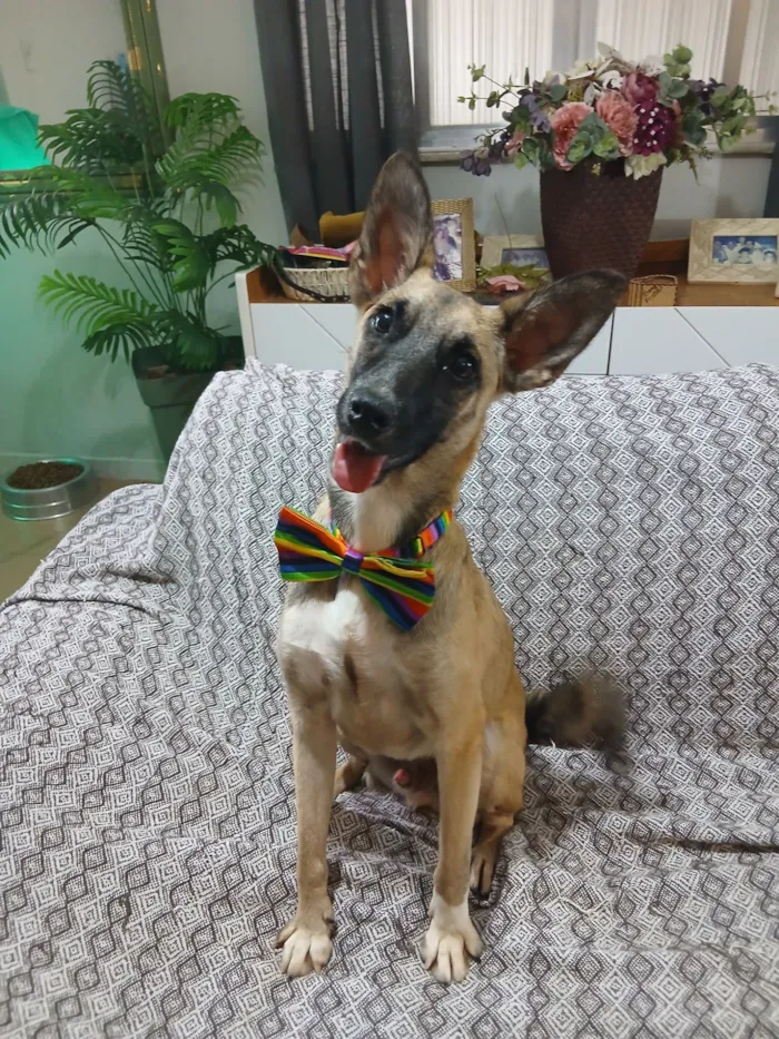 Cachorro raça SRD-ViraLata idade 1 ano nome lucca