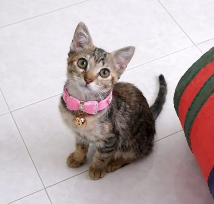 Gato raça SRD-ViraLata idade 2 a 6 meses nome Emilly 