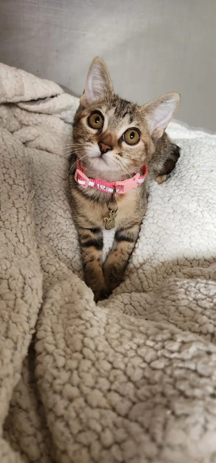 Gato raça SRD-ViraLata idade 2 a 6 meses nome Emilly 