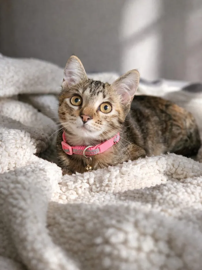 Gato raça SRD-ViraLata idade 2 a 6 meses nome Emilly 