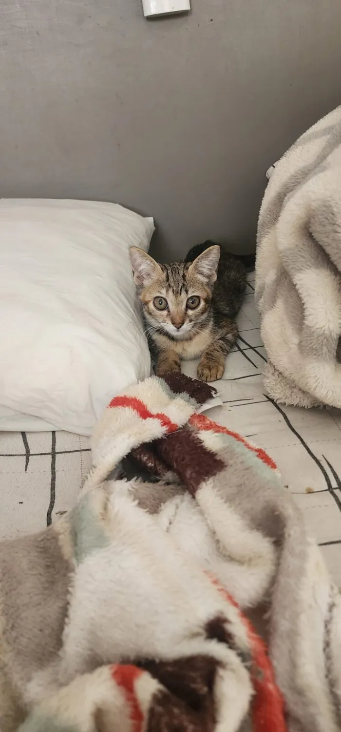 Gato raça SRD-ViraLata idade 2 a 6 meses nome Emilly 