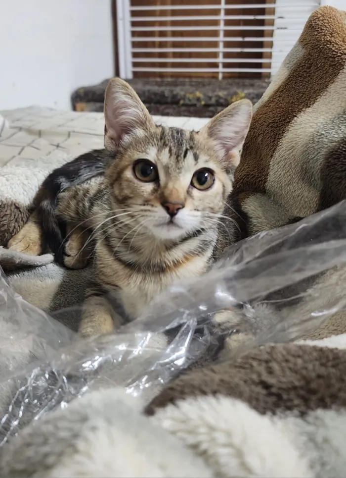 Gato raça SRD-ViraLata idade 2 a 6 meses nome Emilly 