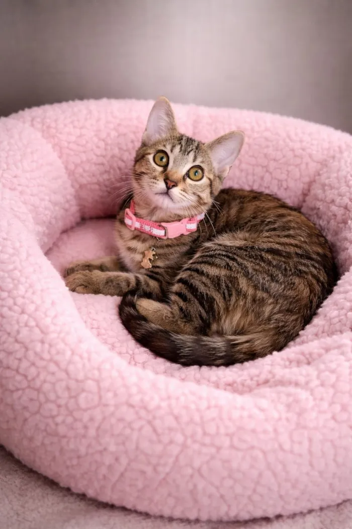 Gato raça SRD-ViraLata idade 2 a 6 meses nome Emilly 