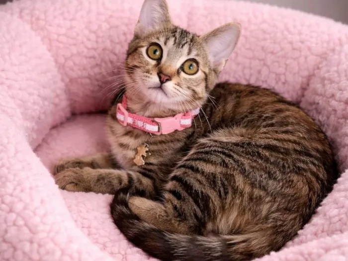 Gato raça SRD-ViraLata idade 2 a 6 meses nome Emilly 