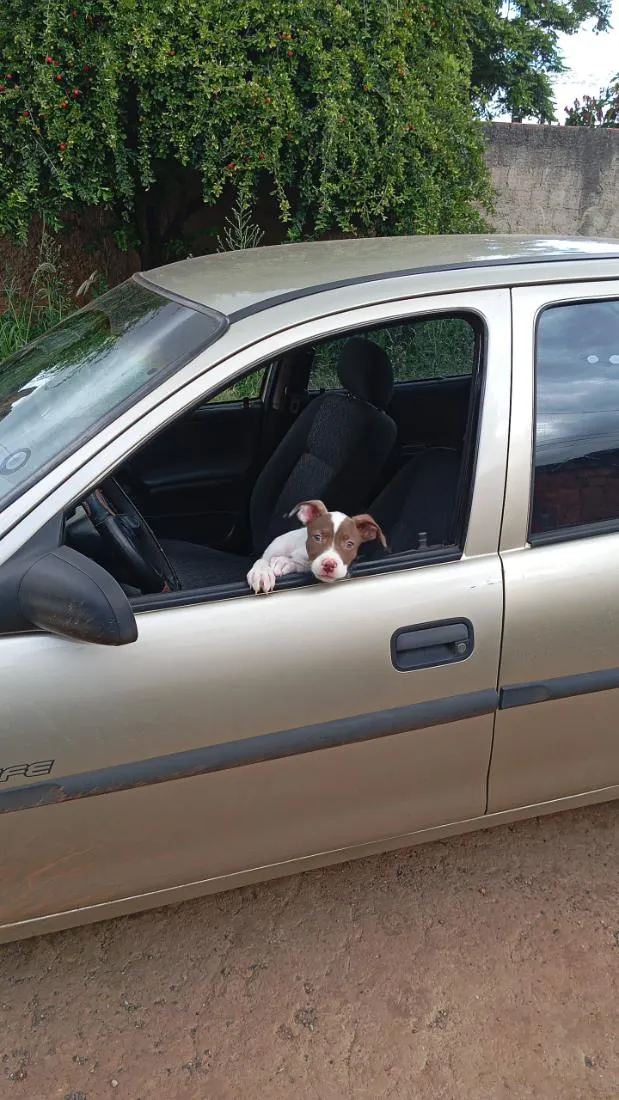 Cachorro raça Pit-Bull idade 2 a 6 meses nome Fal