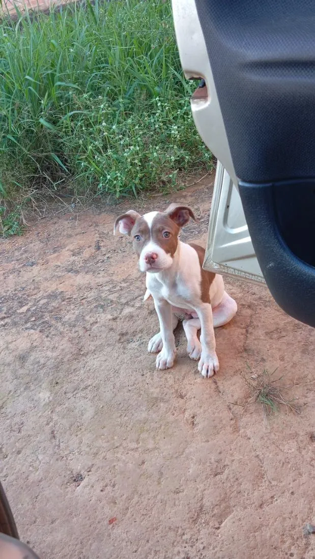 Cachorro raça Pit-Bull idade 2 a 6 meses nome Fal
