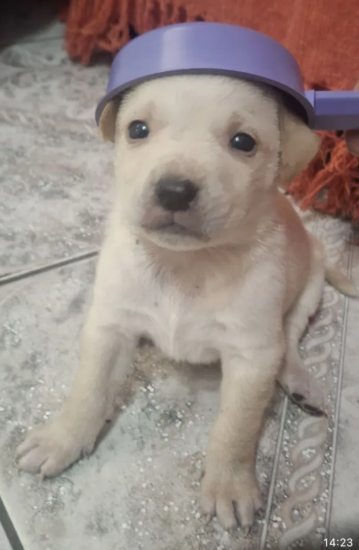 Cachorro raça SRD-ViraLata idade Abaixo de 2 meses nome Filhotes 