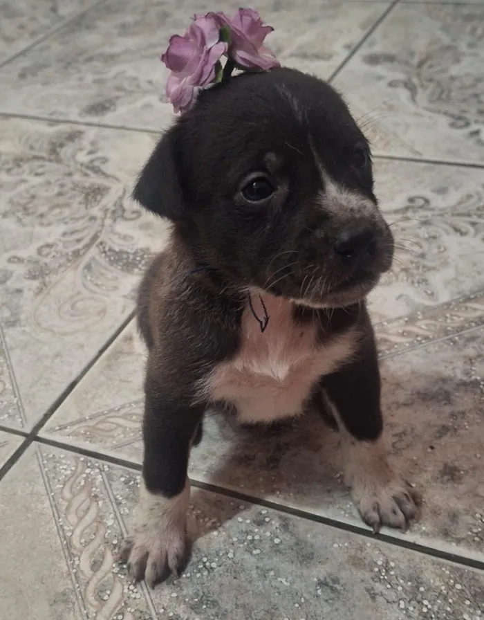 Cachorro raça SRD-ViraLata idade Abaixo de 2 meses nome Filhotes 