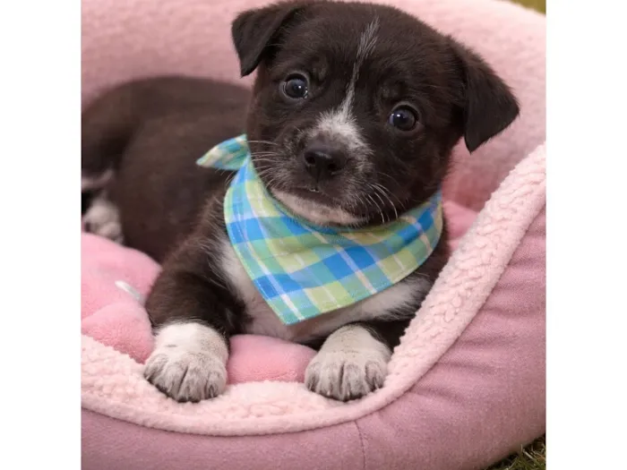 Cachorro raça SRD-ViraLata idade Abaixo de 2 meses nome Filhotes 