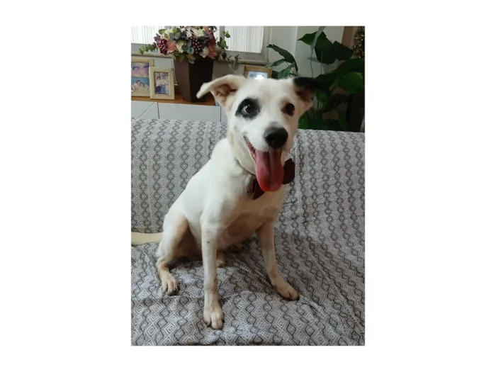 Cachorro raça SRD-ViraLata idade 3 anos nome boby