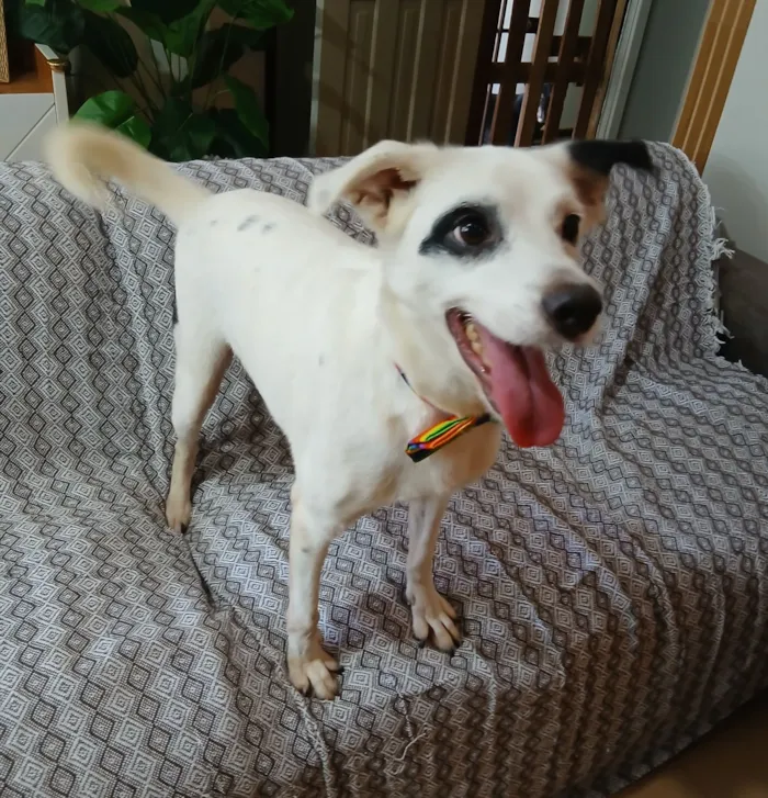 Cachorro raça SRD-ViraLata idade 3 anos nome boby