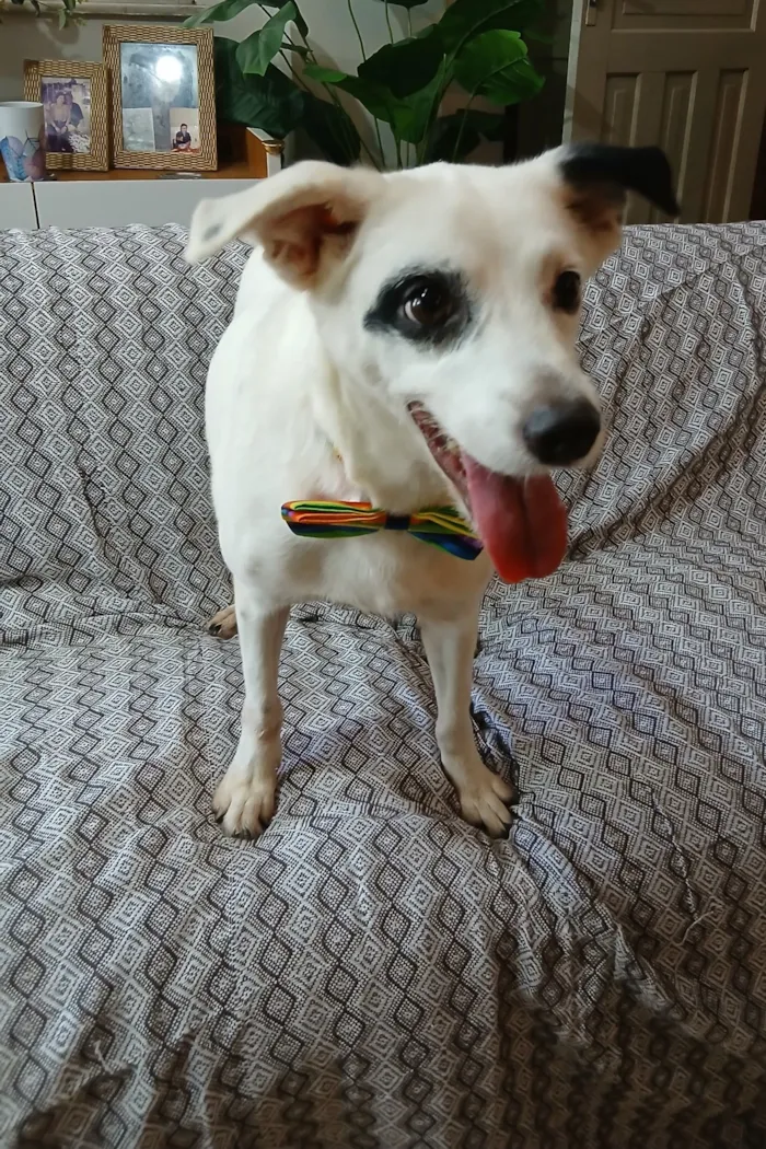 Cachorro raça SRD-ViraLata idade 3 anos nome boby