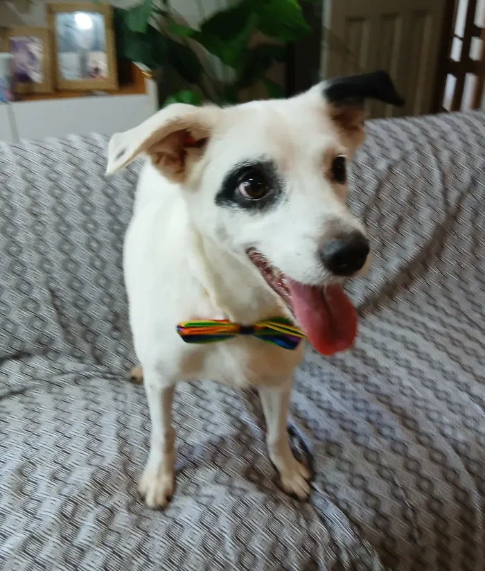 Cachorro raça SRD-ViraLata idade 3 anos nome boby