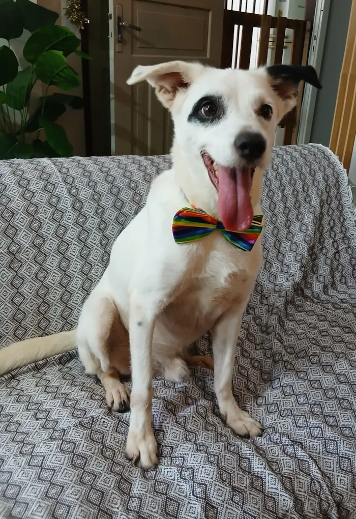 Cachorro raça SRD-ViraLata idade 3 anos nome boby