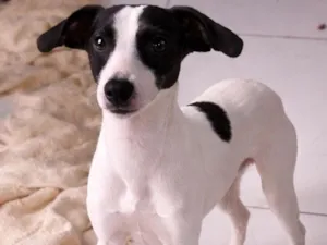 Cachorro raça SRD-ViraLata idade 7 a 11 meses nome Mimoso 