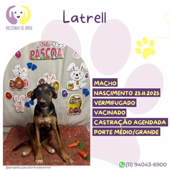 Cachorro raça SRD-ViraLata idade 2 a 6 meses nome Latrell