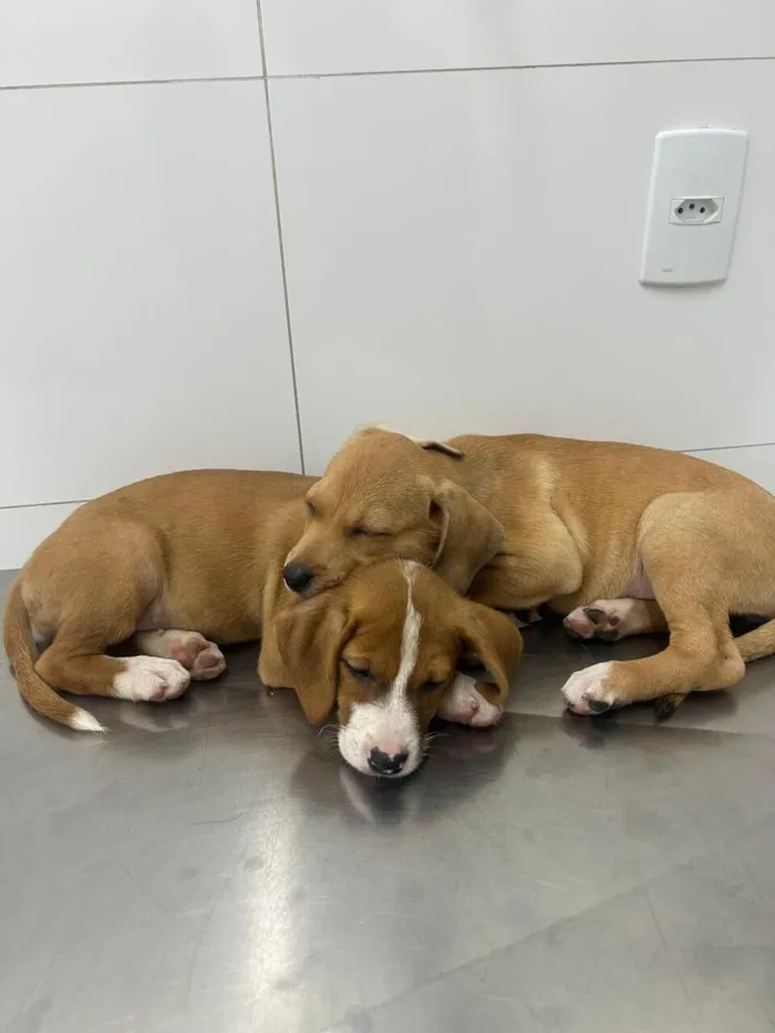 Cachorro raça SRD-ViraLata idade 2 a 6 meses nome Maria e flor 