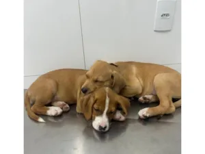 Cachorro raça SRD-ViraLata idade 2 a 6 meses nome Maria e flor 