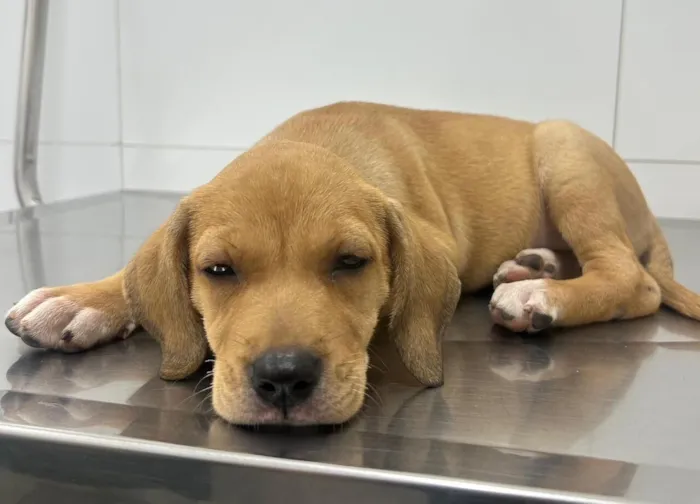 Cachorro raça SRD-ViraLata idade 2 a 6 meses nome Maria e flor 